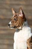 BASENJI 224